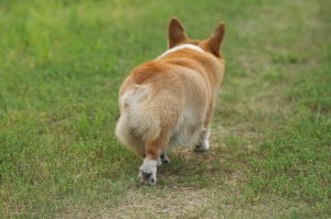 おしりが一部禿