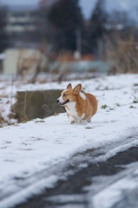 残念ながら、雪が溶けてきてしまって・・・