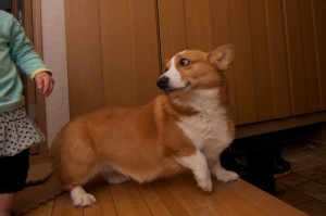 この迷惑そうな顔ときたら