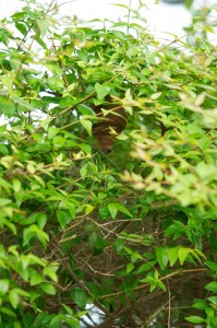 蜂の巣1
