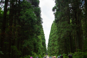 百年杉林道